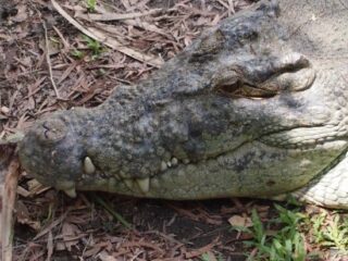 Salt Water Crocodile Queensland