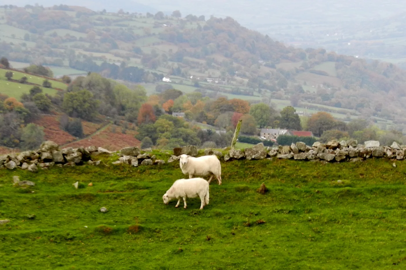 Welsh countryside dry stone walls and sheep