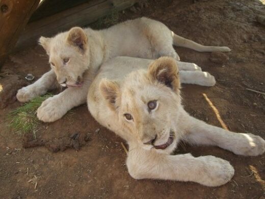 are-there-tigers-in-africa