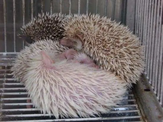 Kuala Lumpur Chinatown. Hedgehogs in a pet shop