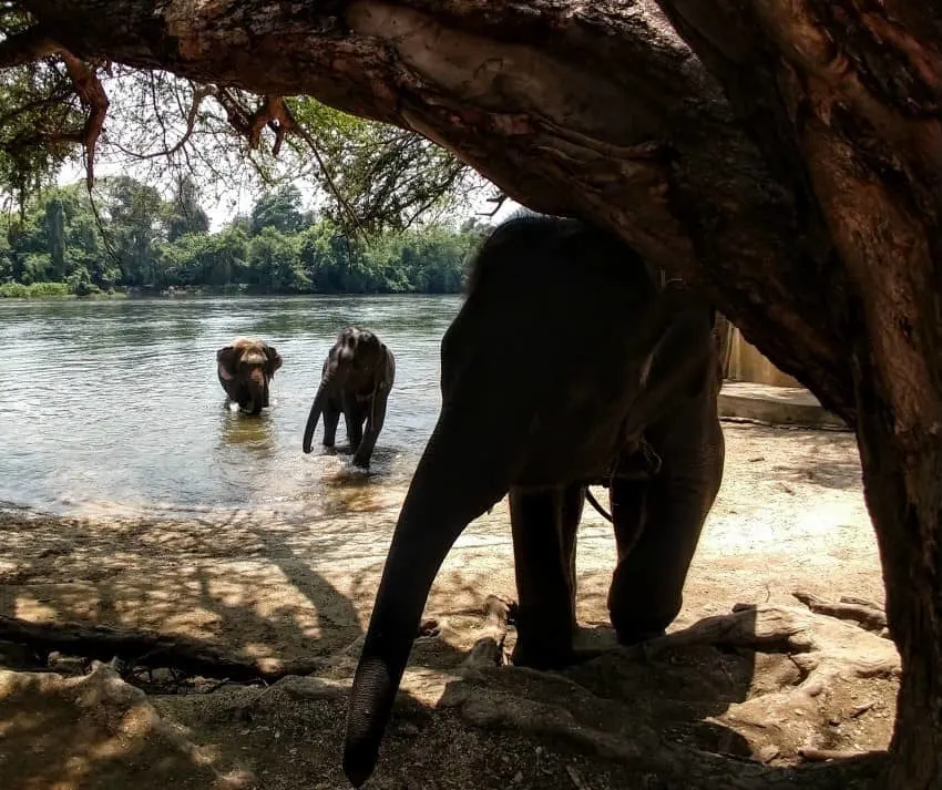 Elephants in Kanchanaburi Elephant World