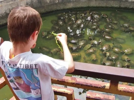 Feeding the turtles at Kek Lok Si Temple, Penang