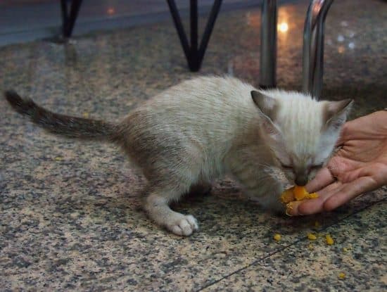 Street Cat Bangkok