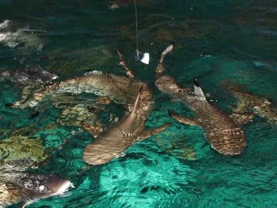 Dusit Zoo Bangkok Sharks