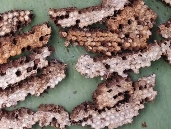 Luang Prabang food market wasp grubs for sale