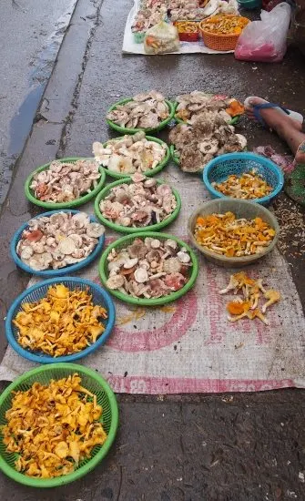 Luang Prabang Laos, freshly gathered mushrooms for sale on the street