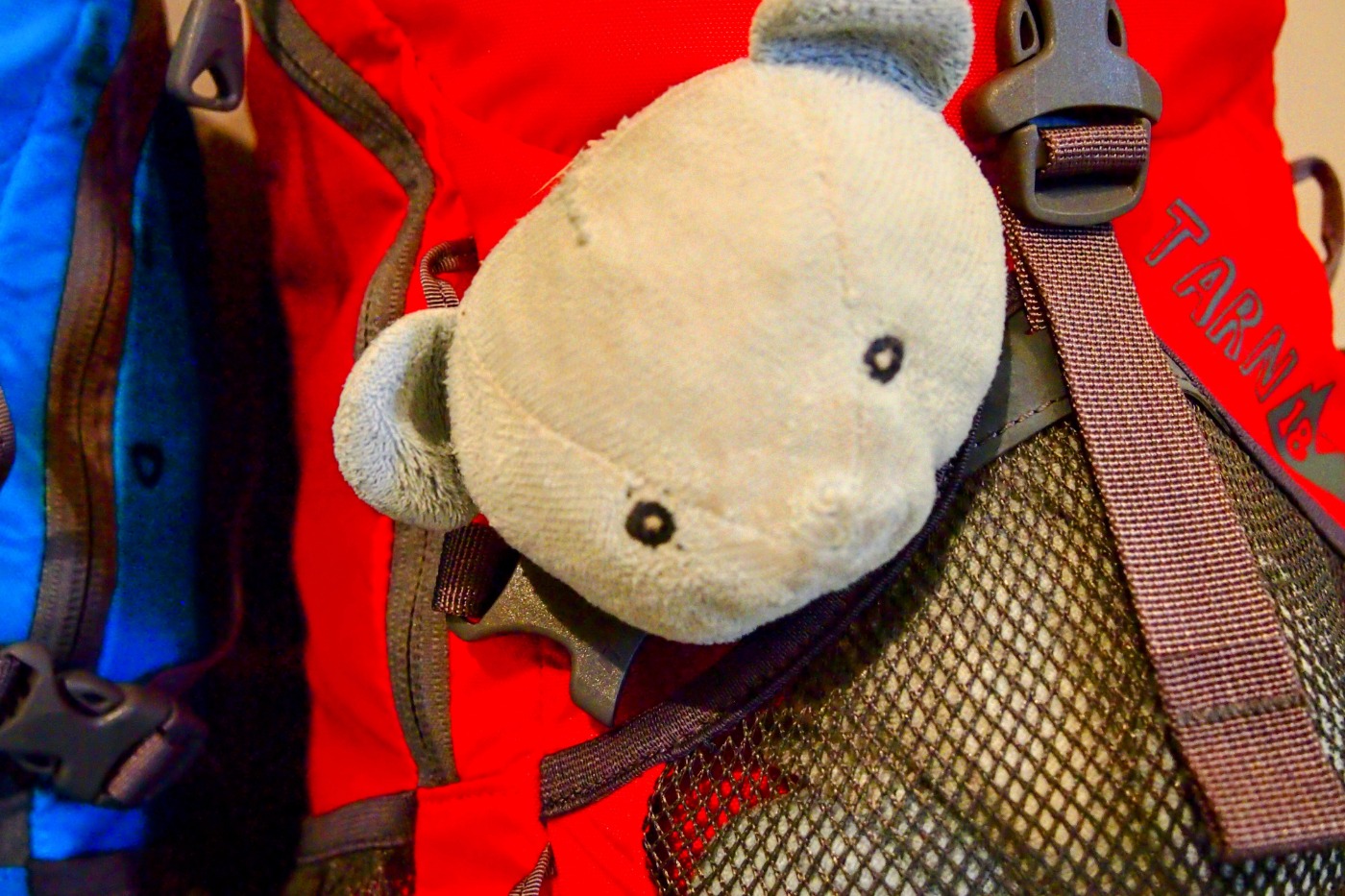 Kids' toy bear in a backpack pocket