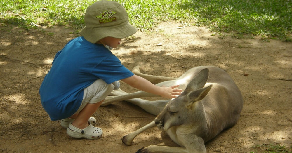 Australia with kids child pats a kangaroo