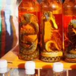 snakes in whiskey for sale at Luang Prabang Markets