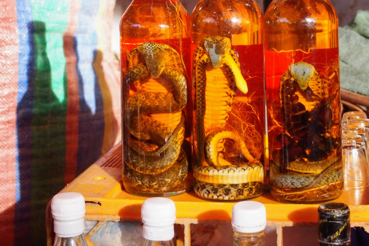 snakes in whiskey for sale at Luang Prabang Markets