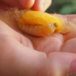 sil worm in child's hand at ok pop tok laos