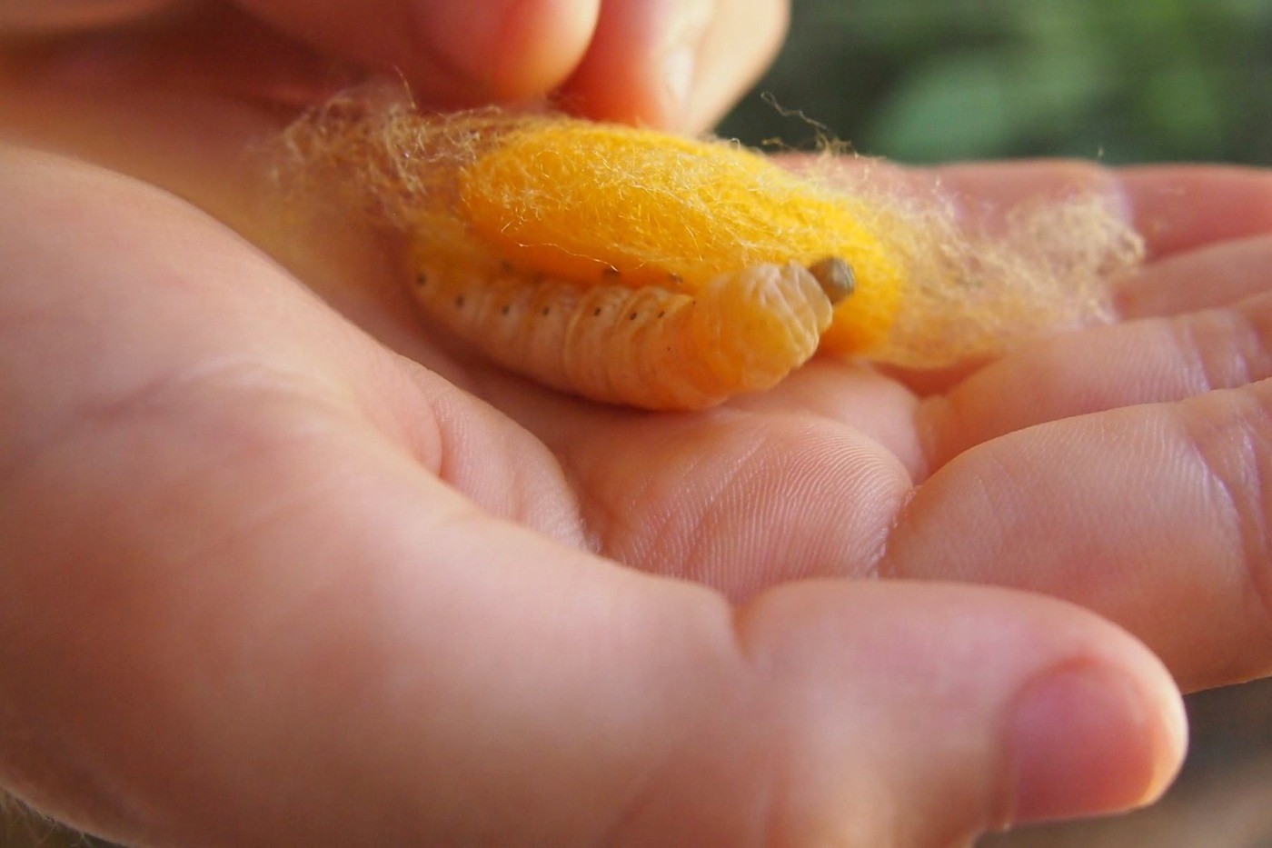 sil worm in child's hand at ok pop tok laos