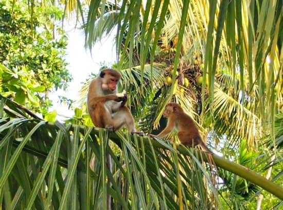 Monkeys Mirissa Beach