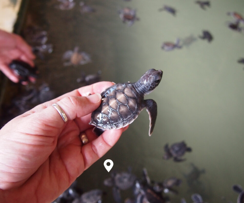 Hikkaduwa Sri Lanka turtles baby turtle