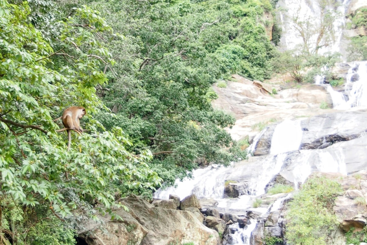 Rawanda Waterfall Ella with the falls and a monkey in the tree