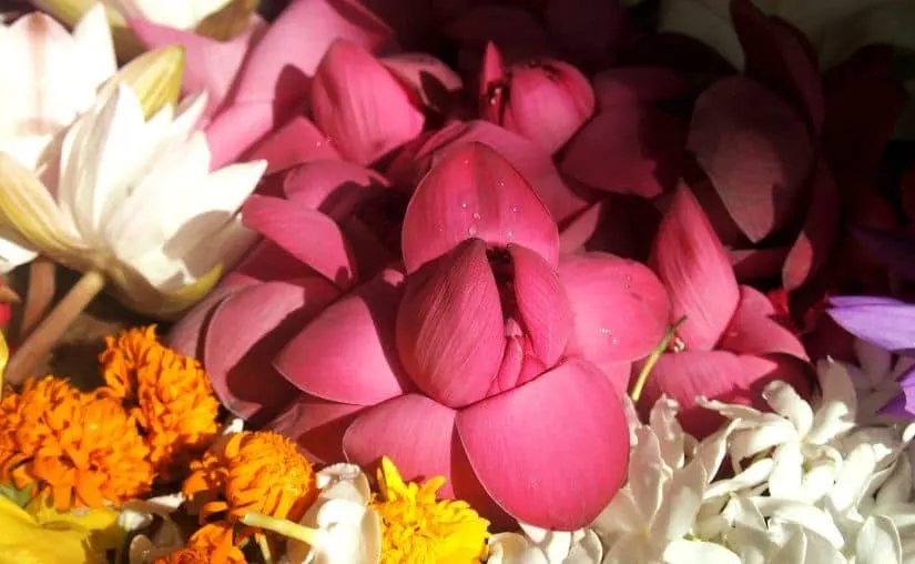 Sri Lanka travel blog guide temple flowers anuradhapura