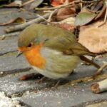UK Winter robin