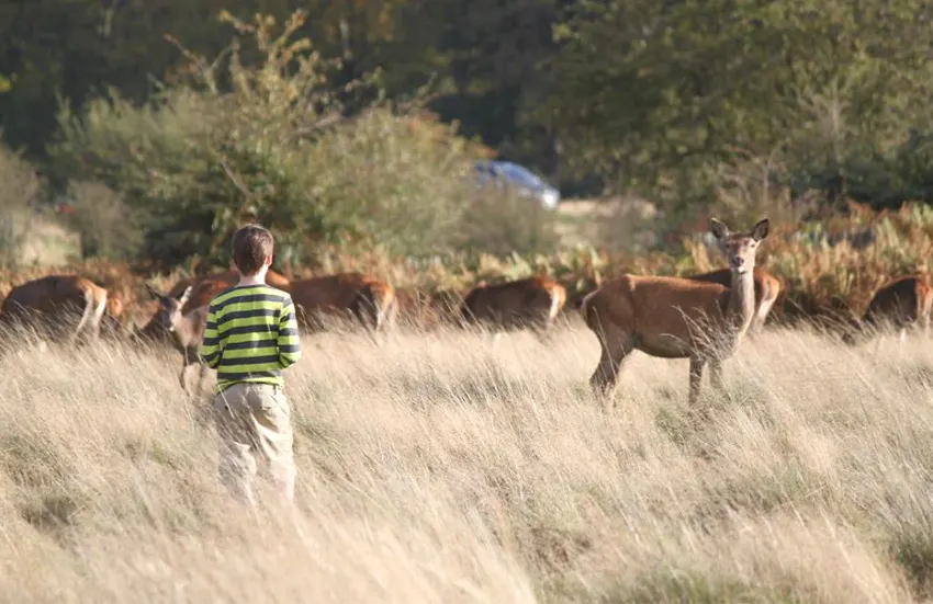 Child watching deer UK with kids places to see wildlife