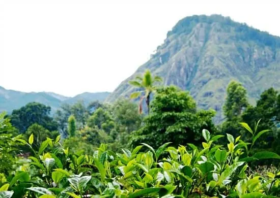 Tea fields in Sri Lanka's highlands