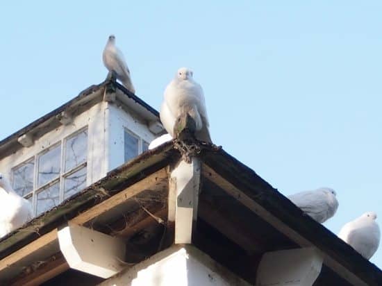 Welsh doves museum of welsh life st fagans