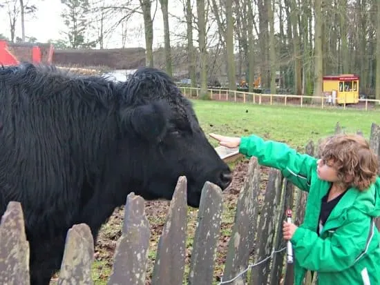 Welsh Heritage Breed Cattle Museum of Welsh Life