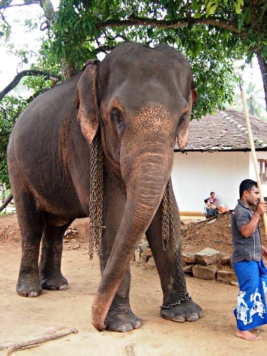 Elephant at Devales Temple in Kandy Sri Lanka