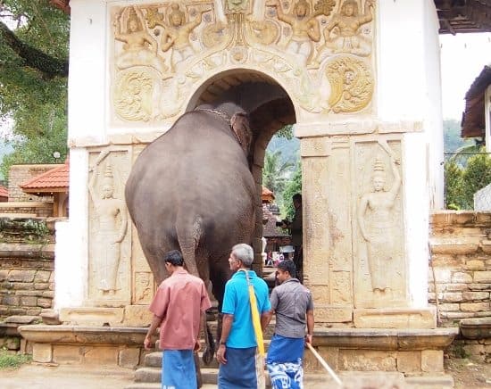Sri Lanka Temple Elephant Kandy