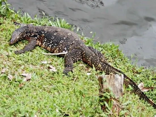 Things to do in Kandi Srilanka. Kandy Lake wildlife