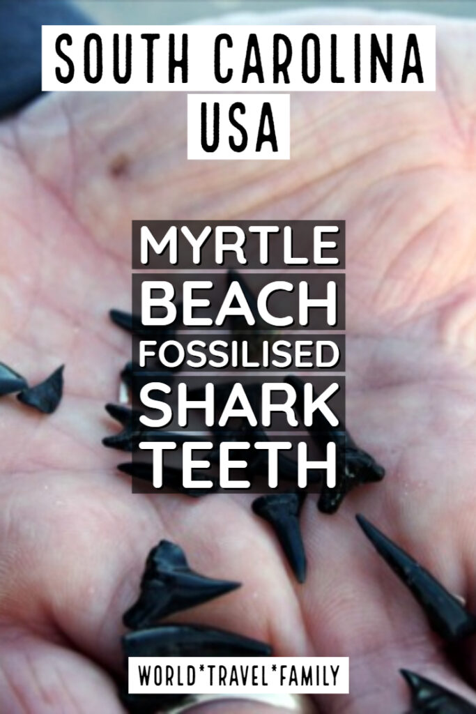 South Carolina USA Myrtle Beach Fossilised Shark Teeth