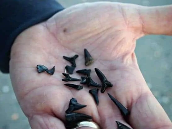 Myrtle Beach Shark Teeth Finding Fossilised Black Myrtle Beach Shark Teeth Finding