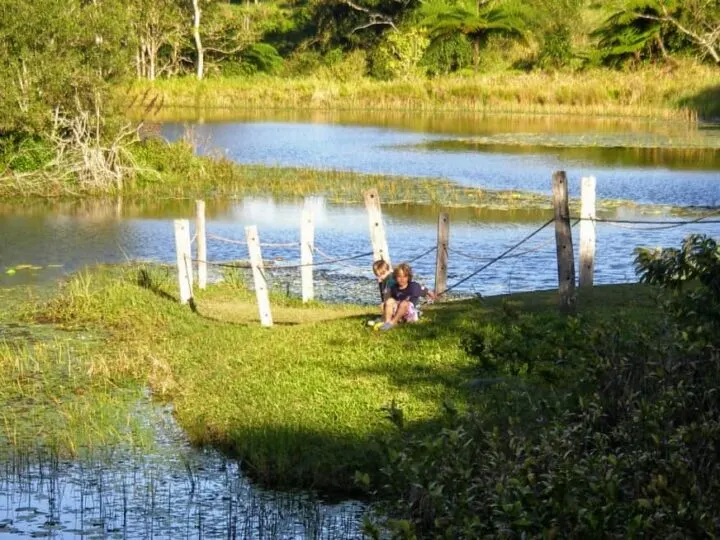 Things to do in Port Douglas Wild Platypus Local Wildlife