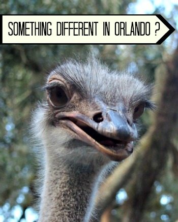 Things to do in Orlando for kids