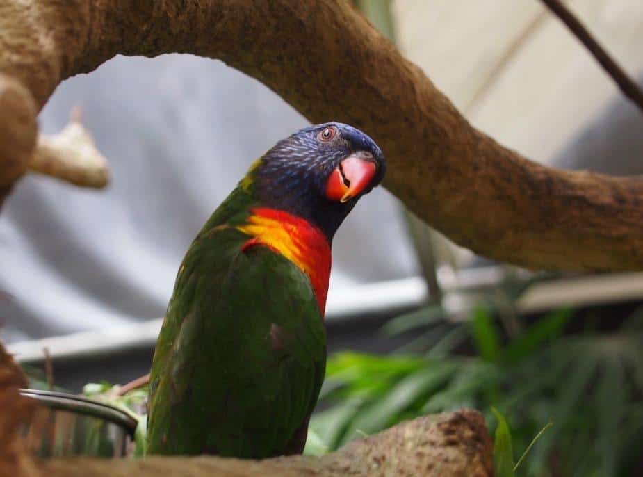 The wildlife Habitat Port Douglas is the best place to see Australian Wildlife