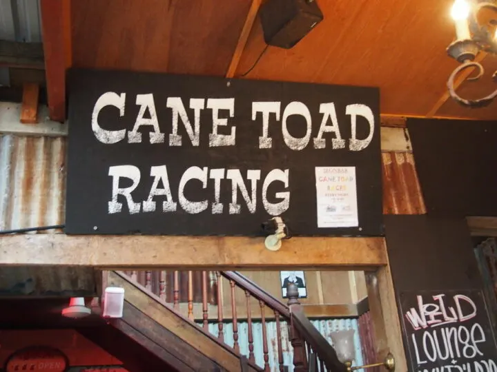  Things to do in Port Douglas See Cane Toad Racing