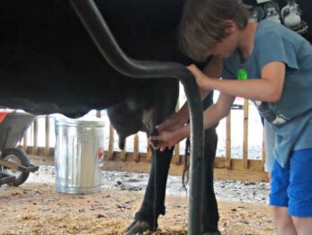 Things to Do in Orlando for Kids | Animal Farm | Orlando Petting Farm