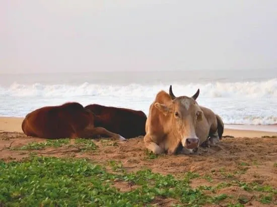 cows on the beach Sri Lanka