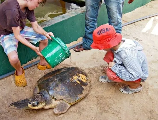 turtle hatchery sri lanka family travel