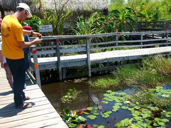 Airboat Everglades Aligators