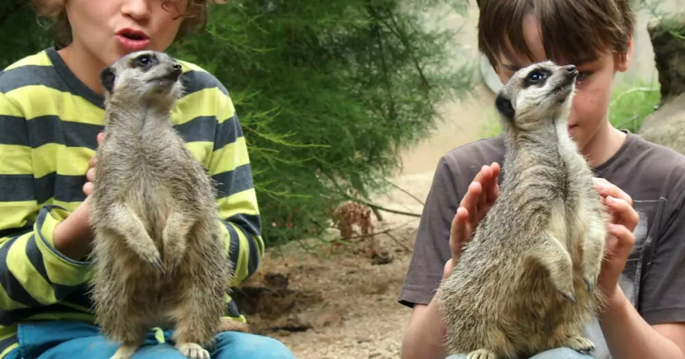 London Zoo meet the meerkats