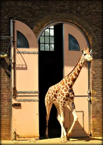 Giraffe house London zoo