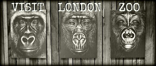 Visiting London Zoo Gorillas