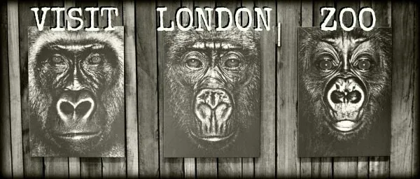 Visiting London Zoo Gorillas