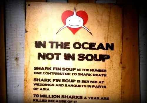 sharkfin soup 550