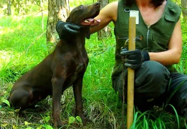 Truffle hunting in Italy dog