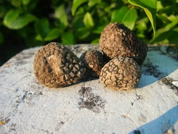 Black truffles found by the dogs in Italy
