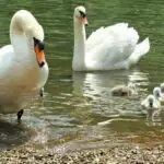 Swans on the river Thames Twickenham London