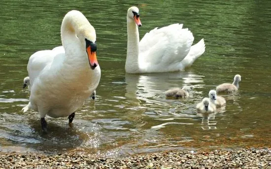 Swans on the river Thames Twickenham London