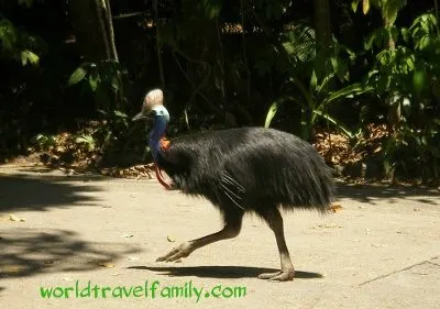 Cassowary Australia 400