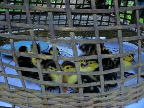 Kayaking in Vang Vieng ducklings on the village tour