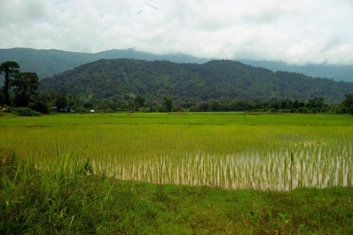 rice paddy view on the hike